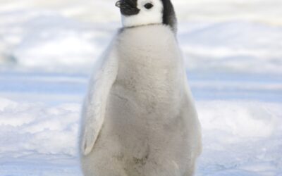 En el día mundial de los pingüinos